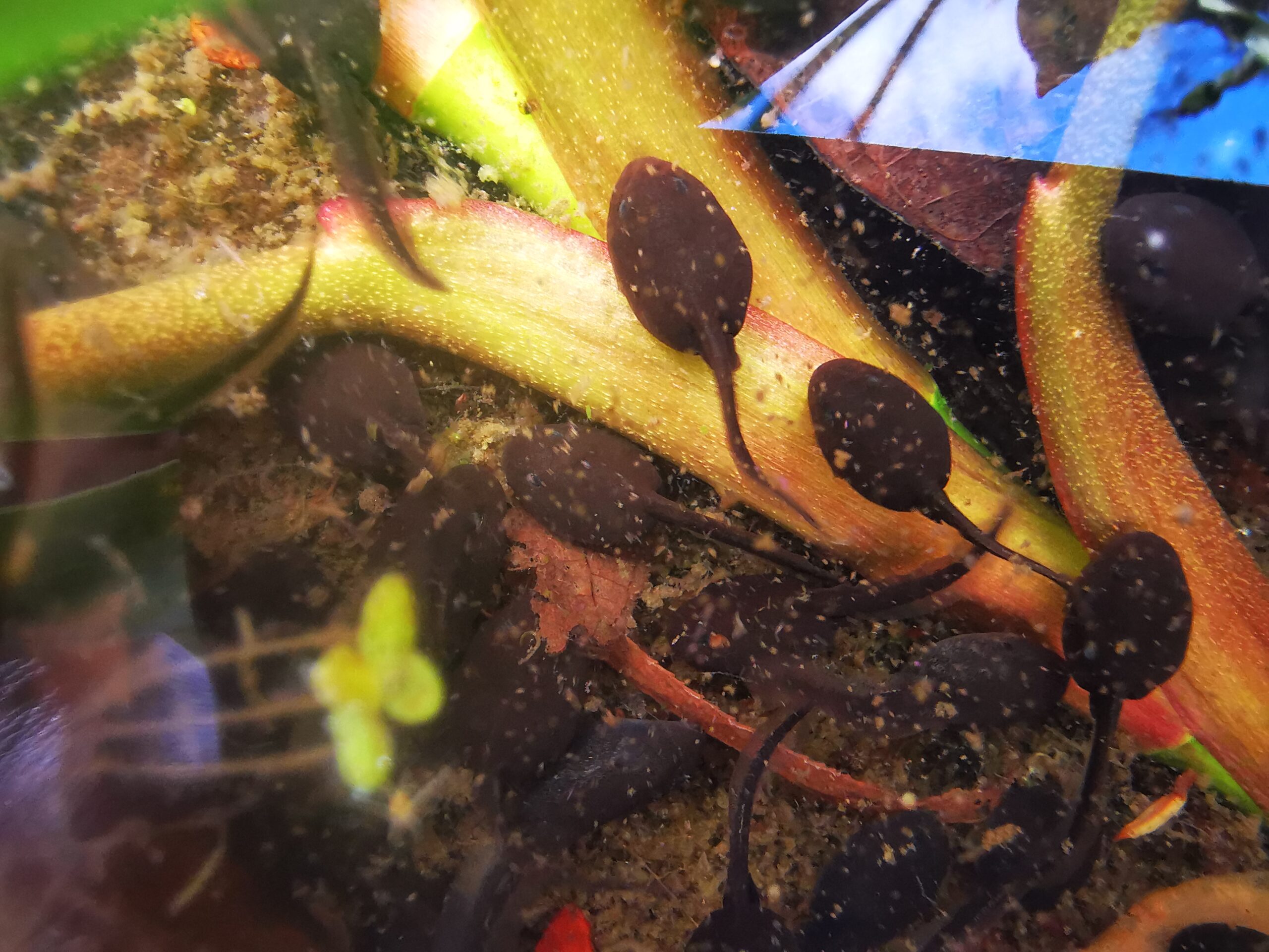 Tadpoles