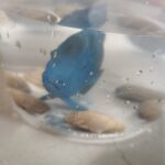 BliBlaBlue Fish